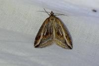 Chesias legatella