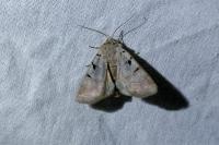 Eugnorisma glareosa