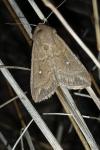 Mythimna albipuncta