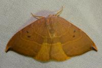 Watsonalla uncinula