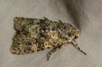 Polymixis flavicincta flavicincta