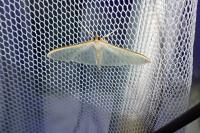 Palpita vitrealis