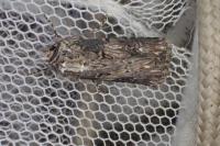 Agrotis catalaunensis