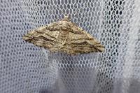Calamodes occitanaria