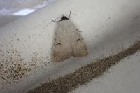 Lygephila craccae