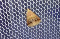 Eublemma parva