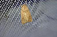 Mythimna vitellina