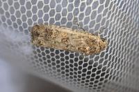 Spodoptera exigua