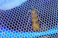 Nomophila noctuella