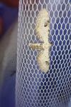 Eupithecia centaureata