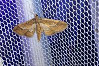 Hydriris ornatalis
