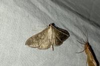 Patania ruralis
