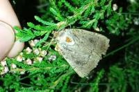 Amphipyra pyramidea/Amphipyra berbera