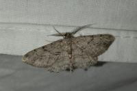 Peribatodes rhomboidaria rhomboidaria
