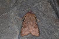 Agrochola lychnidis
