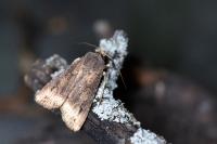 Agrotis ipsilon