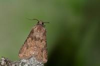 Agrotis segetum