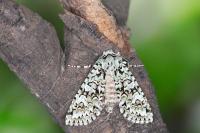 Griposia aprilina