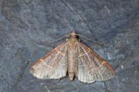 Hypsopygia glaucinalis