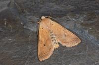 Leptologia macilenta