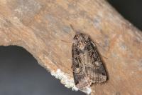 Opigena polygona