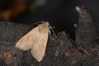 Sunira circellaris