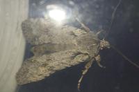 Lithophane ornitopus