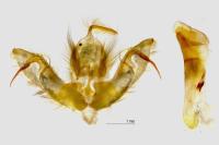 Lithophane ornitopus