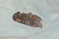 Notodonta dromedarius