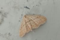 Scopula minorata
