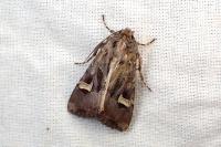 Trigonophora flammea