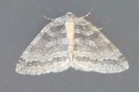 Epirrita