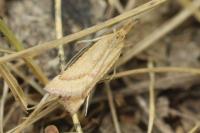 Synaphe punctalis