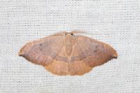 Watsonalla uncinula