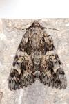 Catocala promissa