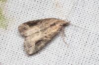 Schrankia costaestrigalis