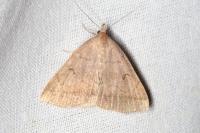 Zanclognatha lunalis