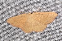 Cyclophora ruficiliaria
