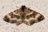 Epirrhoe alternata