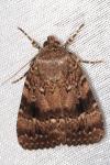 Amphipyra pyramidea