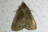 Nodaria nodosalis