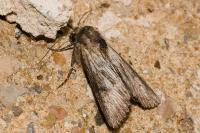 Aporophyla australis