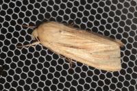 Mythimna impura