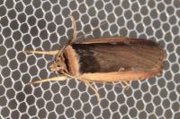 Ochropleura leucogaster
