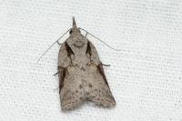 Nycteola columbana