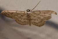 Idaea seriata
