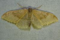 Idaea degeneraria