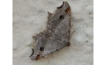Macaria alternata