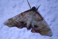 Plagodis dolabraria