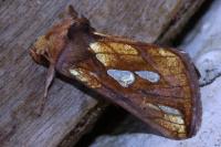 Plusia festucae